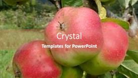  Presentation with three - Presentation theme having three-starry-red-api-apples background and a coral colored foreground