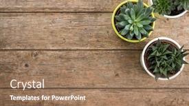  Presentation with flower pots - Theme having three-succulent-plants-in-flower background and a coral colored foreground