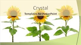  Presentation with sunflowers - PPT theme featuring three sunflowers isolated on white background background and a blonde colored foreground