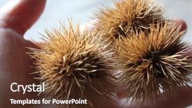  Presentation with crude palm - Slides enhanced with three sweet chestnuts background and a tawny brown colored foreground