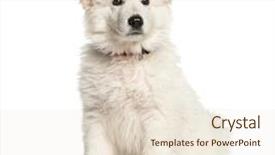  Presentation with suisse - Beautiful PPT layouts featuring three themes - berger blanc suisse 3 months backdrop and a lemonade colored foreground