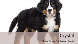  Presentation with jin ding monastry mountain - Amazing slide set having three themes - bernese mountain dog 3 months backdrop and a light gray colored foreground
