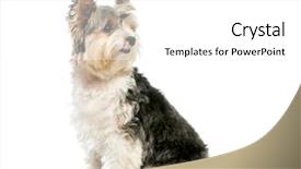  Presentation with old - Beautiful slide deck featuring three themes - biewer yorkshire terrier 3 years backdrop and a white colored foreground