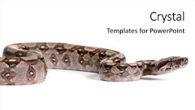  Presentation with methods to protect against unwanted precnancy in m - Beautiful slide deck featuring three themes - common boa boa constrictor backdrop and a white colored foreground