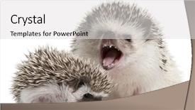  Presentation with four anchors - Presentation design with three themes - four-toed hedgehogs atelerix albiventris 3 background and a light gray colored foreground
