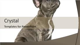  Presentation with old - Presentation theme consisting of three themes - french bulldog 3 months old background and a coral colored foreground