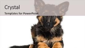  Presentation with german - Beautiful presentation featuring three themes - german shepherd 3 months old backdrop and a light gray colored foreground