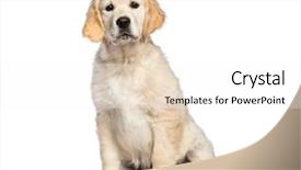  Presentation with gold food white - Slide set enhanced with three themes - golden retriever 3 months old background and a white colored foreground