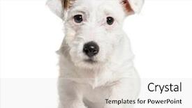  Presentation with russell - Beautiful presentation theme featuring three themes - jack russell terrier 3 months backdrop and a light gray colored foreground