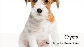  Presentation with russell - Presentation theme with three themes - jack russell terrier 3 months background and a white colored foreground
