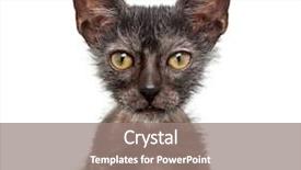  Presentation with hello kitty cute little kitten - PPT theme with three themes - kitten lykoi cat 3 months background and a gray colored foreground