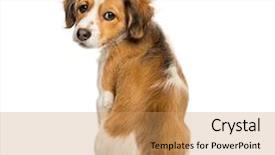  Presentation with old - Presentation theme consisting of three themes - kooikerhondje 3 months old sitting background and a coral colored foreground