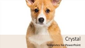  Presentation with welsh - Slide set enhanced with three themes - pembroke welsh corgi 3 months background and a coral colored foreground