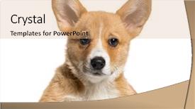  Presentation with welsh - Slide deck having three themes - pembroke welsh corgi 3 months background and a coral colored foreground