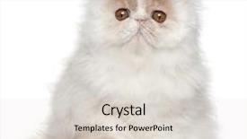  Presentation with persian - Audience pleasing PPT theme consisting of three themes - persian kitten 3 months old backdrop and a light gray colored foreground