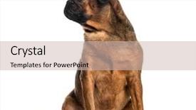  Presentation with 4 years old children and doctor - Presentation theme having three themes - petit brabancon 3 years old background and a soft green colored foreground