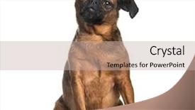  Presentation with 4 years old children and doctor - PPT theme enhanced with three themes - petit brabancon 3 years old background and a mint green colored foreground