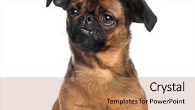  Presentation with old - PPT layouts having three themes - petit brabancon 3 years old background and a coral colored foreground