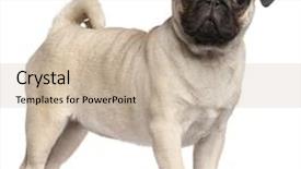  Presentation with cute christmas pug puppy dog - Cool new theme with three themes - pug puppy 3 months old backdrop and a soft green colored foreground