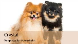  Presentation with 4 years old children and doctor - Audience pleasing presentation design consisting of three themes - spitz dog 3 years old backdrop and a coral colored foreground