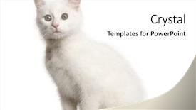  Presentation with hello kitty cute little kitten - Slide set featuring three themes - white kitten crossbreed cat 3 background and a white colored foreground