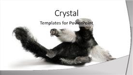  Presentation with old young - Amazing slide deck having three themes - young giant anteater myrmecophaga tridactyla backdrop and a white colored foreground