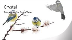  Presentation with gifs falling cherry blossoms - Slides having three tits and cherry tree background and a white colored foreground