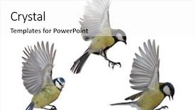  Presentation with history earth globe isolated white - Slides having three tits in flight isolated background and a white colored foreground
