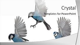  Presentation with flight invetors - Colorful slide set enhanced with three tits in flight isolated backdrop and a white colored foreground