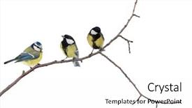  Presentation with scroll paper isolated on white - Slide deck consisting of three tits isolated on white background and a white colored foreground