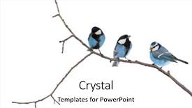  Presentation with three - Presentation theme consisting of three tits isolated on white background and a white colored foreground