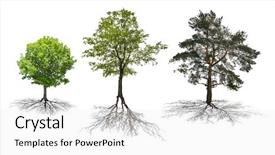  Presentation with three trees story - Presentation consisting of three trees with roots background and a white colored foreground