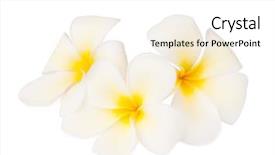  Presentation with plumeria - PPT layouts with three tropical flowers plumeria isolated background and a white colored foreground
