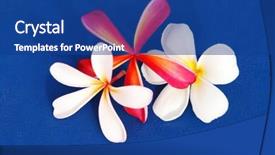  Presentation with frangipani flowers - Presentation having three tropicfl frangipani flowers on blue background and a ocean colored foreground