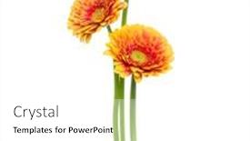  Presentation with white flowers - Theme with three-vertical-orange-gerbera-flowers background and a white colored foreground