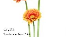  Presentation with stem - Theme enhanced with three-vertical-orange-gerbera-flowers background and a white colored foreground
