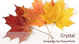  Presentation with maple - Colorful presentation enhanced with three warm colored autumnal maple leaves backdrop and a lemonade colored foreground
