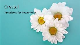  Presentation with blue drops - Slide deck with cloverleaf - three white camomile on blue background and a light blue colored foreground