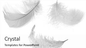  Presentation with feather - Beautiful presentation design featuring three white feathers isolated backdrop and a white colored foreground