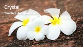  Presentation with frangipani flowers - PPT theme with three white frangipani plumeria spa flowers on rough stones background and a violet colored foreground