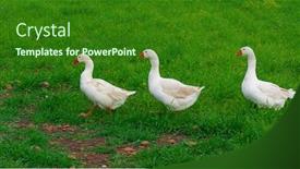  Presentation with geese - Slide set featuring three-white-geese-walking background and a forest green colored foreground