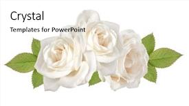 Presentation with rose flower - Amazing slide deck having three white rose flower heads backdrop and a white colored foreground