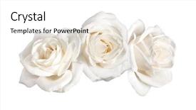  Presentation with red and white rose petals - PPT theme featuring three white rose flowers isolated background and a white colored foreground