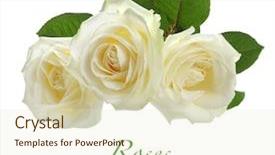  Presentation with white rose - PPT theme enhanced with three white roses isolated background and a soft green colored foreground