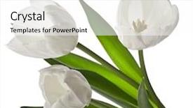  Presentation with tulips - Presentation theme having three white tulips isolated background and a white colored foreground