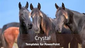  Presentation with wild horses - Cool new slide set with three-wild-black-horses-standing backdrop and a tawny brown colored foreground