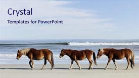  Presentation with wild horses - Audience pleasing PPT theme consisting of three wild horses walking along backdrop and a sky blue colored foreground