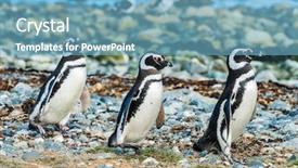  Presentation with chile - Beautiful slide set featuring three wild magellanic penguins spheniscus backdrop and a light blue colored foreground