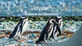  Presentation with chile - Audience pleasing PPT theme consisting of three wild magellanic penguins spheniscus backdrop and a teal colored foreground