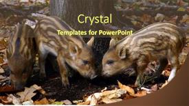  Presentation with fun - Cool new slide set with three wild piglets having fun backdrop and a tawny brown colored foreground